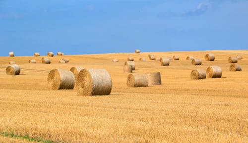 Bails of Hay Image